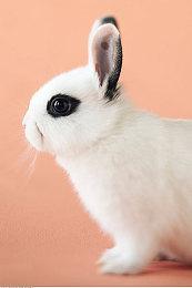 平台类冒险《The Cub》实机视频分享 提供PC版试玩